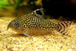 🐚 Reticulated Corydoras (Corydoras reticulatus) – Peaceful, Active & Beautifully Patterned