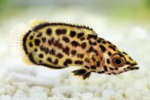 Leopard Ctenopoma 1.5" - 2" Awesome Tank Addition Wild Caught Ctenopoma Acutirostre