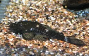 Bristle Bushmouth L34 med Pleco