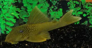 Green Spotted Pleco L200 – 3"- 3.5" High Fin Green Phantom Pleco