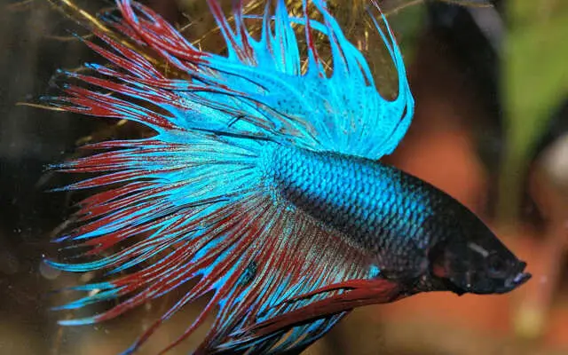 Betta Male Crowntail Lrg- Random Pick -Healthy Active Betta Live Fish for Aquarium