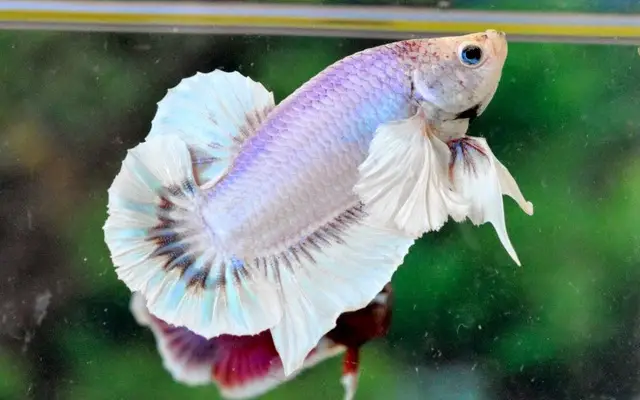 Betta Male White Dumbo Ear Lrg- Random Pick -Healthy Active Betta Live Fish for Aquarium