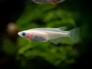 Oryzias Latipes Galaxy Medaka Rice Fish Enchantment! 🐠 Live Fish